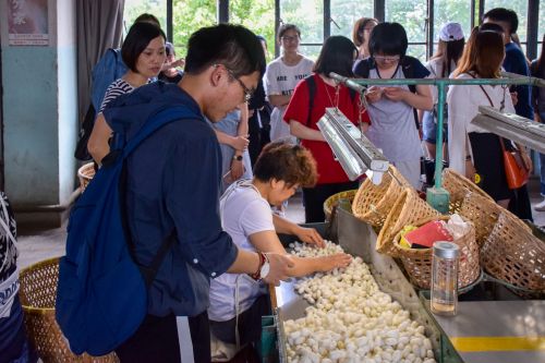 大学生亲身体验产丝的过程
